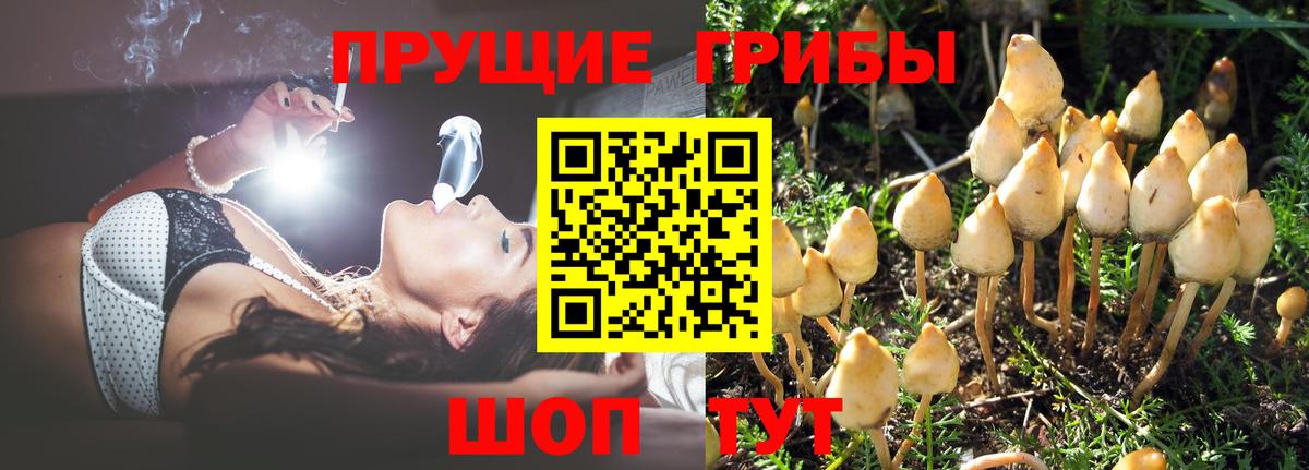 Псилоцибиновые грибы прущие грибы Мурино