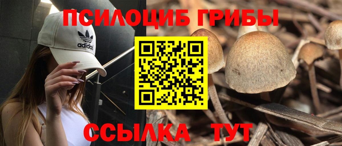 как найти   Псилоцибиновые грибы мухоморы  Вход с VPN  Псилоцибиновые грибы Psilocybe  Мурино 